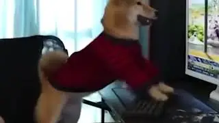 Gamer dog touches grass (wholesome 😢)