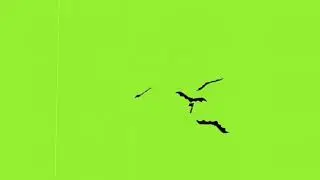 Birds Green Screen video |copyright free