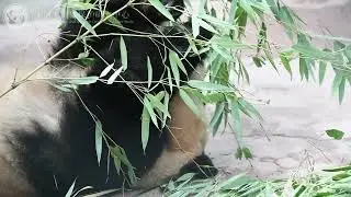 cub