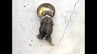 Dogs Eating Meals in a Bright Scene