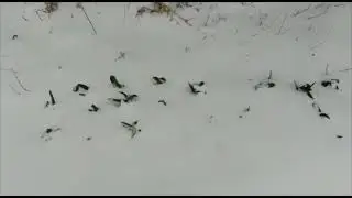 ЗИМА ВЕРНУЛАСЬ. СПАСАЕМ РАССАДУ. НЕБОЛЬШИЕ ПОКУПОЧКИ.