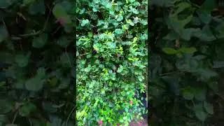 Coral Honeysuckle Vine