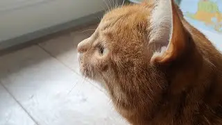 Cat spots two birds on the balcony