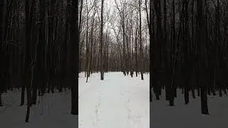 Снег. лес.дорога.#745