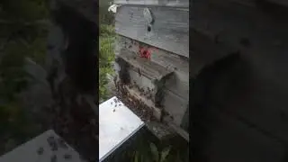Последние дни медосбора.
