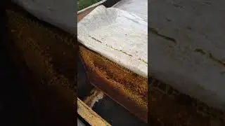 Двухрамочный отводок в лежаке,сравнение с корпусным...