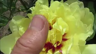 Лемон Дрим. Пион Ито-гибрид (Lemon Dream)  2018г
