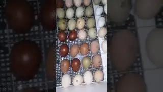 Нас замело./Поклеила угол в кухне./Доче 17ть./Второй вылуп.