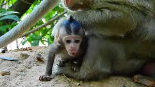 Strongly Pain Brittany Crying! So Pitiful Adorable Baby Monkey Making Little Voice