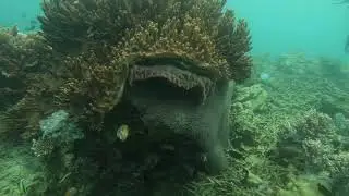 LAUT TELUK PALU SETELAH TSUNAMI 28-9-.2018 : LOIGI INDONESIA DIVE