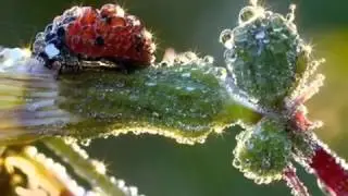 Капельки счастья