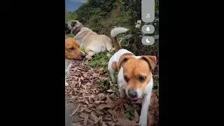🐕 köpek 🌹