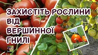 Вершинна гниль на томатах, перці, баклажанах? Я знаю, що з цим робити | Агро-Рокся