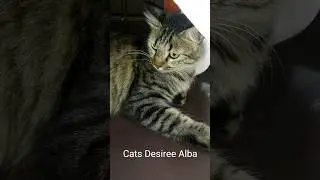 Desiree's Net #shorts #cats #trending