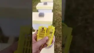 Подсаживаем маток в отводки