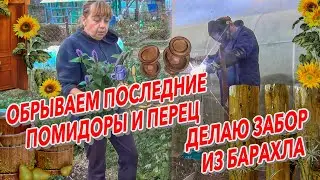 ОБРЫВАЕМ ПОСЛЕДНИЕ ПОМИДОРЫ И ПЕРЕЦ  ДЕЛАЮ ЗАБОР ИЗ БАРАХЛА