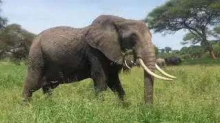 No Copyright Nature Video | Copyright Free Nature Video - NCF_HD_1080p