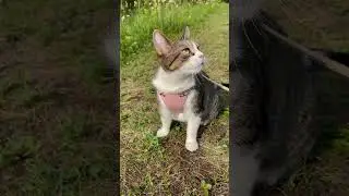 Мята пытается вернуться домой🥺 #котики
