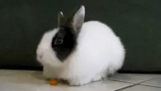 Milo eating a carrot