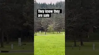 When the turkeys find you. #turkey #turkeyhunting