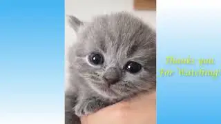 #BETISIER animaux