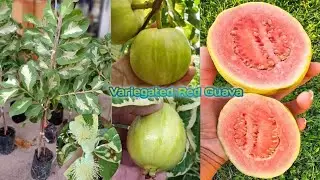 Thai_red_guava_plant | Thai guava plant nursery | variegated guava plant | guava farming #amrud #4k