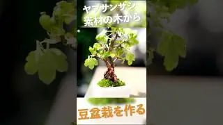 素材から豆盆栽を作る方法 ヤブサンザシ【盆栽Q】