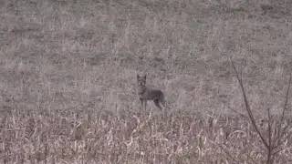 Vocal Coyotes - Investigating coyote shows up out of nowhere