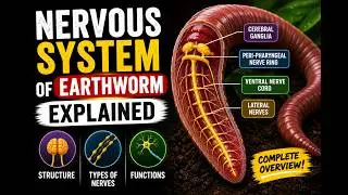 Nervous System of Earthworm