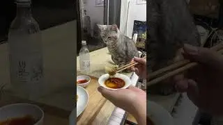 Korean food - 튀김 만두 - 야식