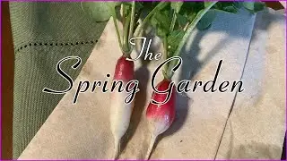 The Spring Garden Updates & Harvests!