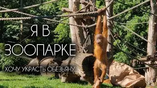 Хочу УКРАСТЬ ОБЕЗЬЯНУ