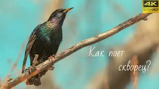 Как поет скворец, камышовая овсянка и седой дятел. Прогулка по берегу реки Зай,  апрель 2022.