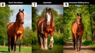 Top 10 Best Horse Breeds