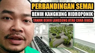 PERBANDINGAN TEKNIK PERSEMAIAN BENIH KANGKUNG HIDROPONIK - Trik & Tips Semai Benih Hidroponik