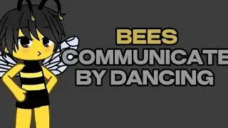✨🖤Bee's communicate by dancing🖤✨||Meme/Trend||