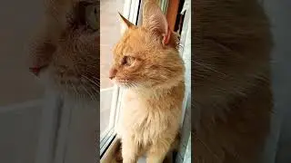 Слежу за Марсиком😘💓 Музыка Автора @simb