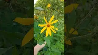 Зацвел топинамбур!