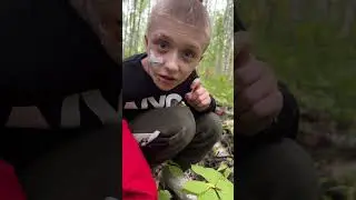 Волчья ягода или Вороний глаз. ОЧЕНЬ ЯДОВИТАЯ ☠️ ЯГОДА