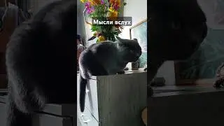Кот Шерингтон и его мысли #cat #кот #котка