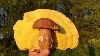 Бороздим просторы ! Белые грибы и лисички ! Тяжела доля грибника ! Грибы 2021 !