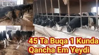 45 TA BOQILAYOTGAN BUQALAR SHAROITLARI EM BERISH JARAYONI BUQALAR QANDAY SEMIRAYAPTI