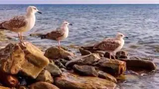 ГИМН ВИТЯЗЕВО - Дмитрий Юрьевич Чебанов .Автор - исполнитель . Песня 