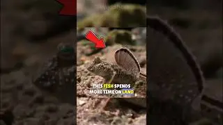 🐟Mudskippers: He Can BREATHE Out Of The WATER!🌊 