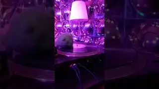 Sparschwein