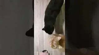 голодные котики #котики #кот #весело #смешно #прикол