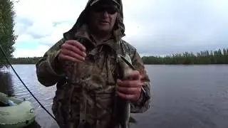 Попалась зубастая