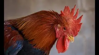 песни  про vadimazx про шейки лайв  Немезида