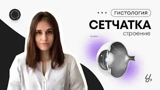 Сетчатка | Как легко запомнить все 10 слоёв?