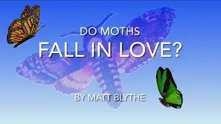 Do Moths Fall in LOVE?